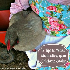 5 Simple Steps to Aid in Administering Medication to your Chickens Image